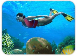 Dolphin Snorkel in Cozumel